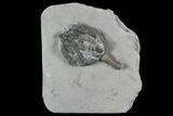 Crinoid (Taxocrinus) Fossil - Crawfordsville, Indiana #94438-1
